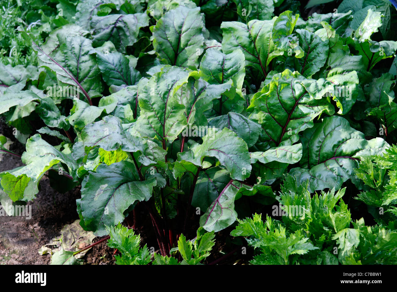 Mixed bed of red beets (Beta vulgaris var. rubra), growing in vegetable ...