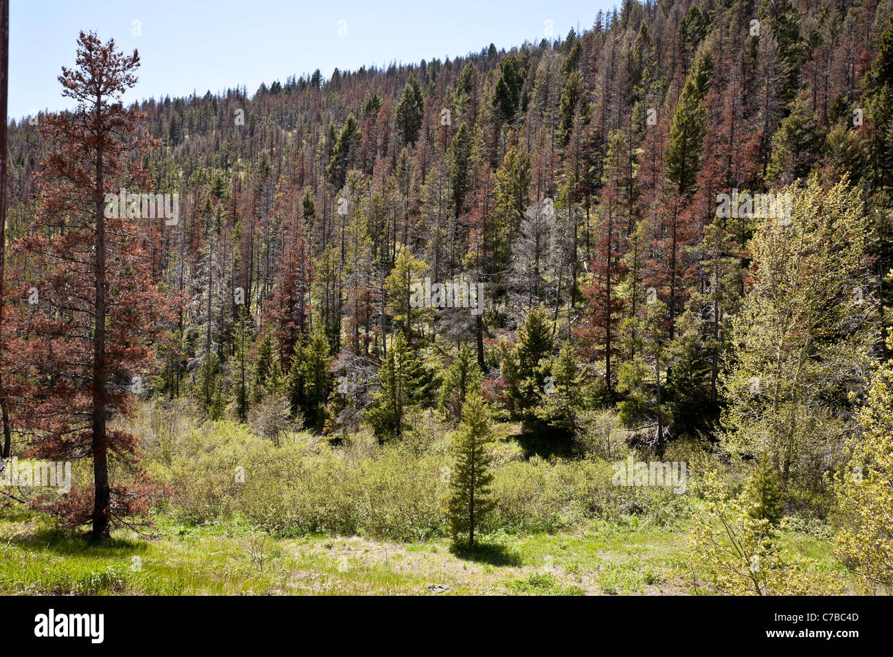Dead Evergreen Trees from Mountain Pine Beetle Infestation, RTE 200, Montana, USA Stock Photo
