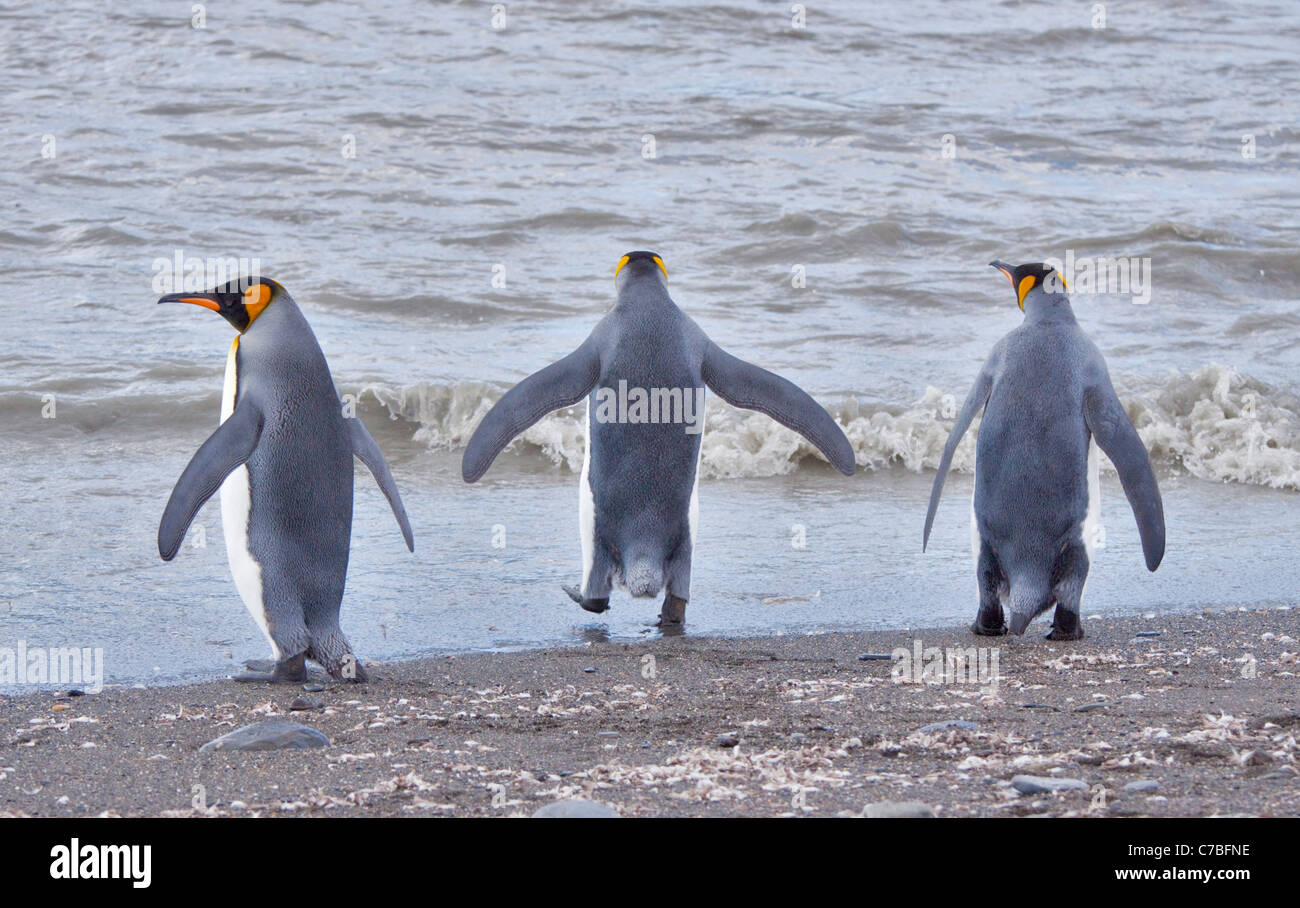 King Penguins (aptenodytes patagonicus), St Andrews Bay, South Georgia Stock Photo