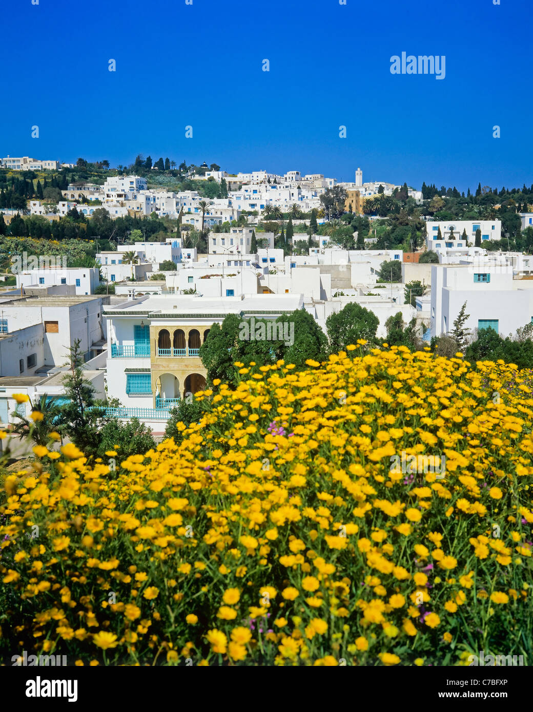 Sidi Bou Said, Tunisia, North Africa, yellow daisies, overview on the