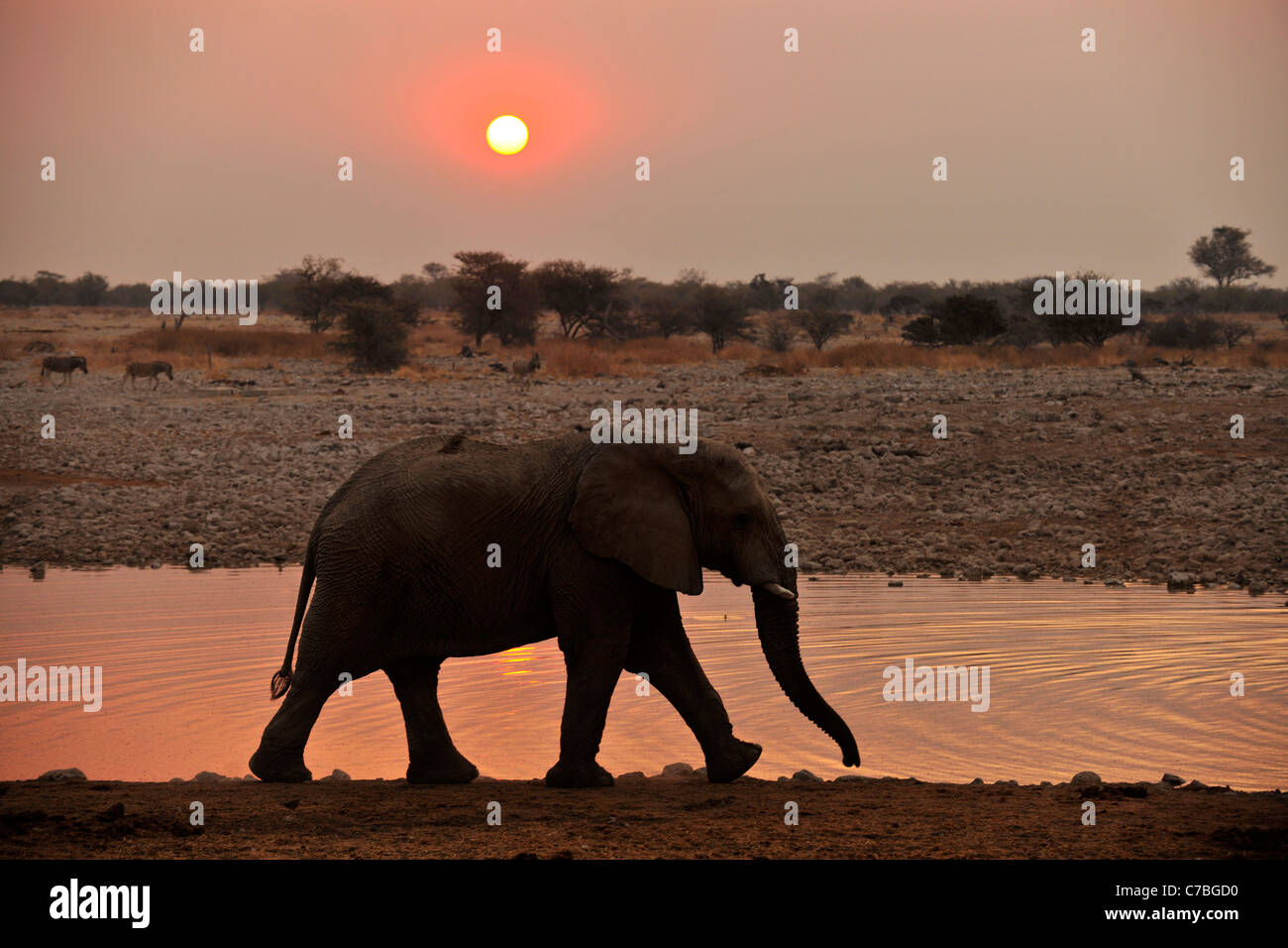 Elephant waterhole sunset hi-res stock photography and images - Alamy