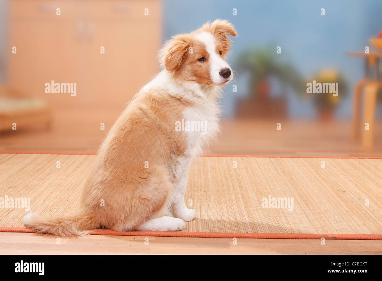 Border collie puppy 14 weeks hi-res stock photography and images - Alamy