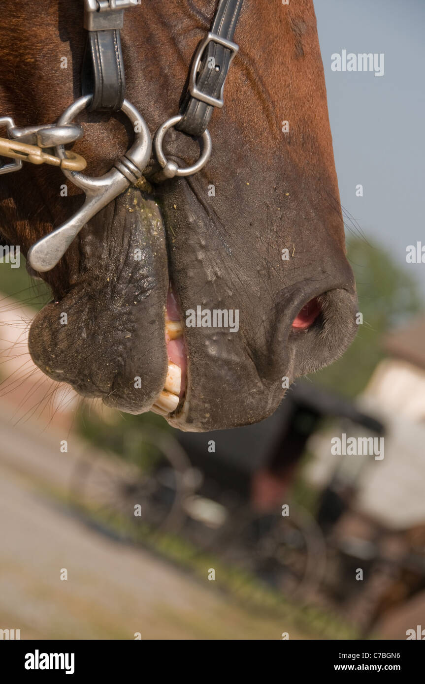 Horses mouth with bit and buggy Stock Photo