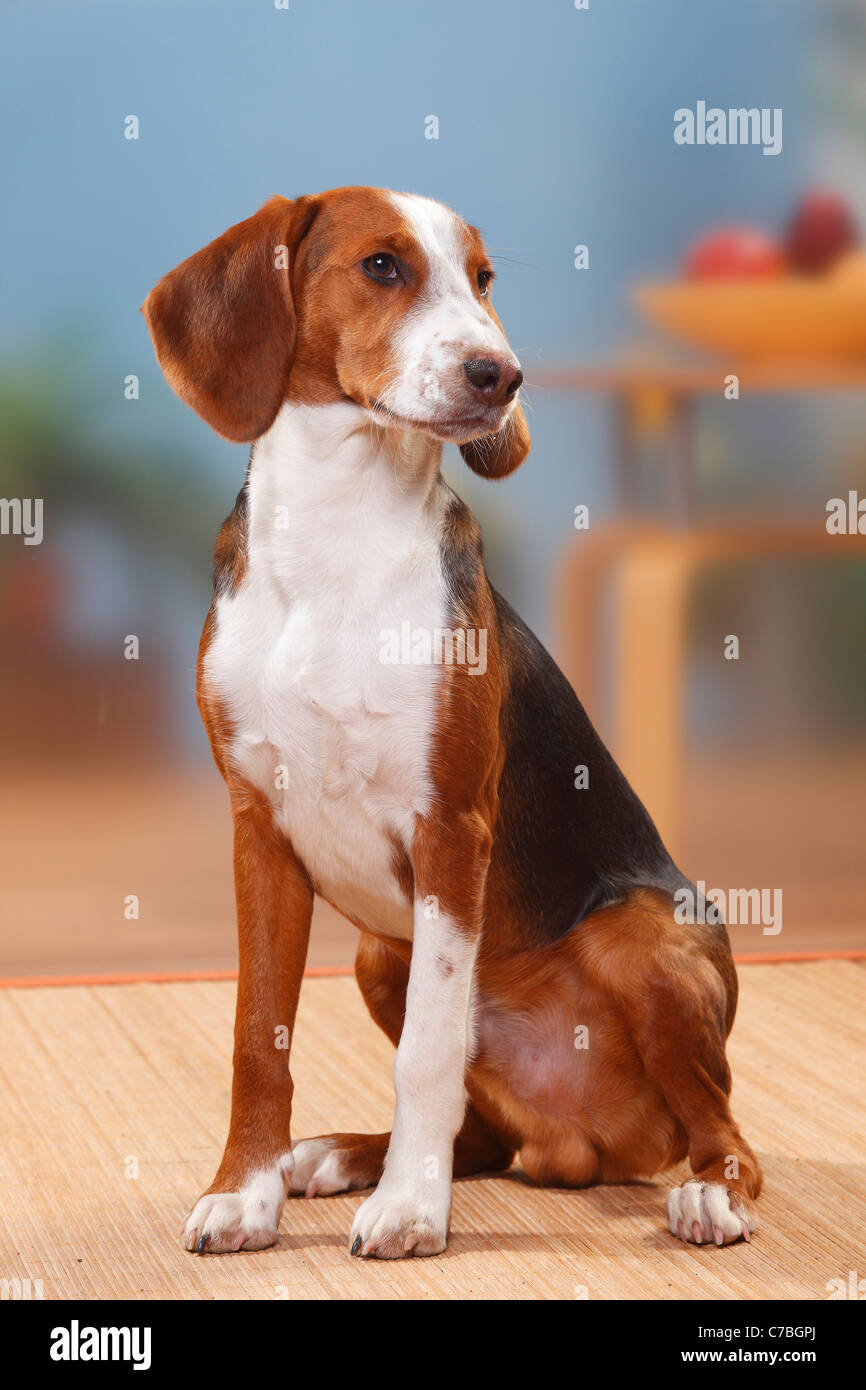 German Hound, male, 6 months / Deutsche Bracke Stock Photo