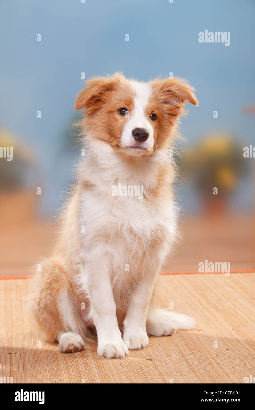 red and white border collie puppy