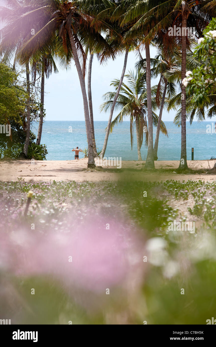 Palmtrees at Radical Bay northeast coast of Magnetic island Great Barrier Reef Marine Park UNESCO World Heritage Site Queensland Stock Photo