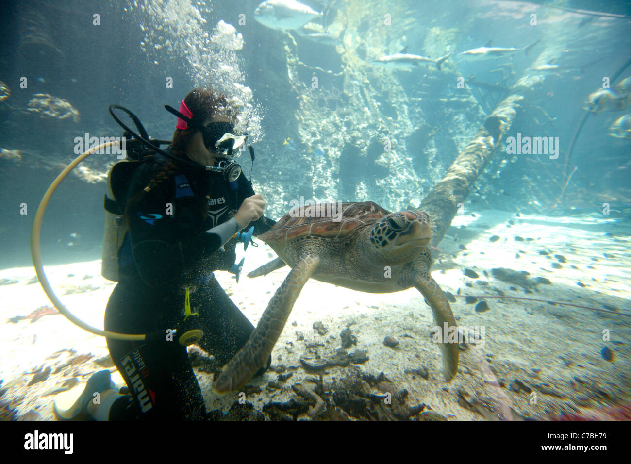 Diver with Green Sea Turtle, Reef HQ Aquarium, Townsville, Queensland, Australia Stock Photo