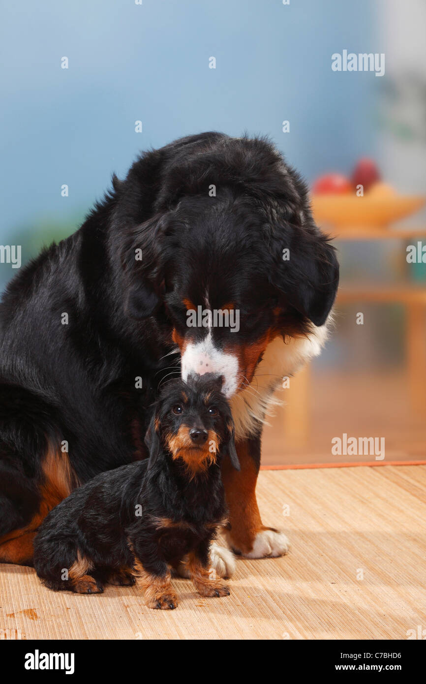 Bernese Mountain Dog and Miniature Wirehaired Dachshund Stock Photo