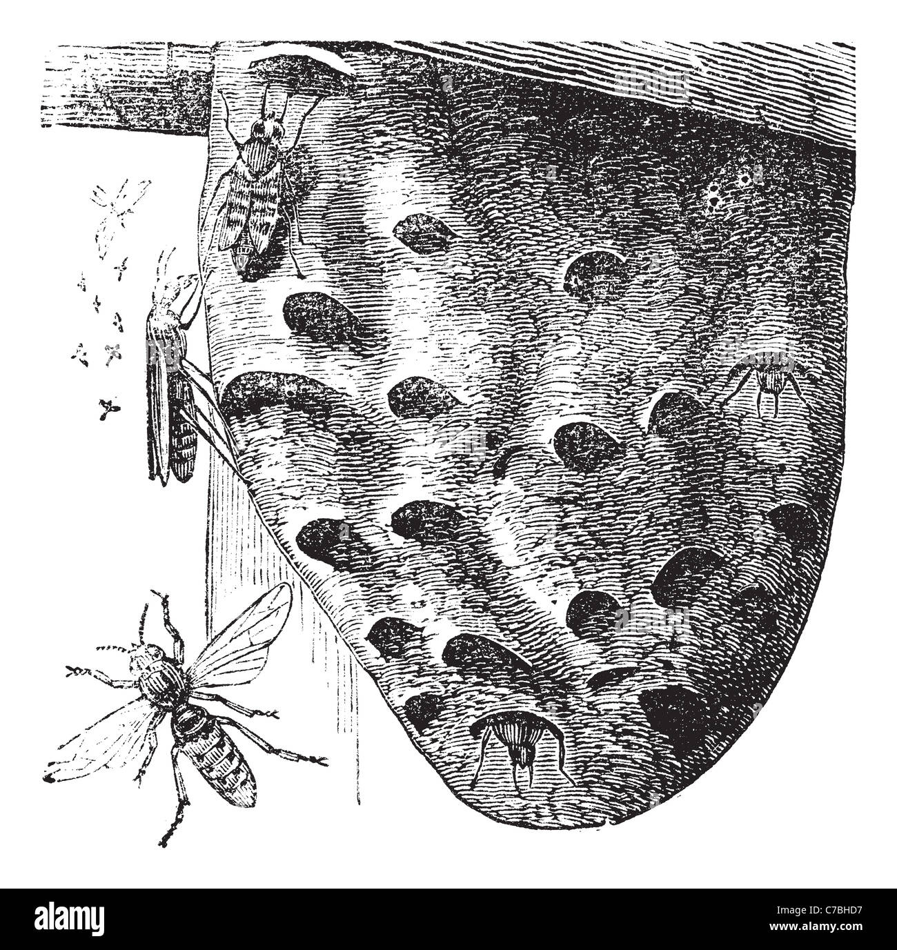 Hornets and Hornet's nest vintage engraving. Old engraved illustration of Hornets hovering on a nest. Stock Photo