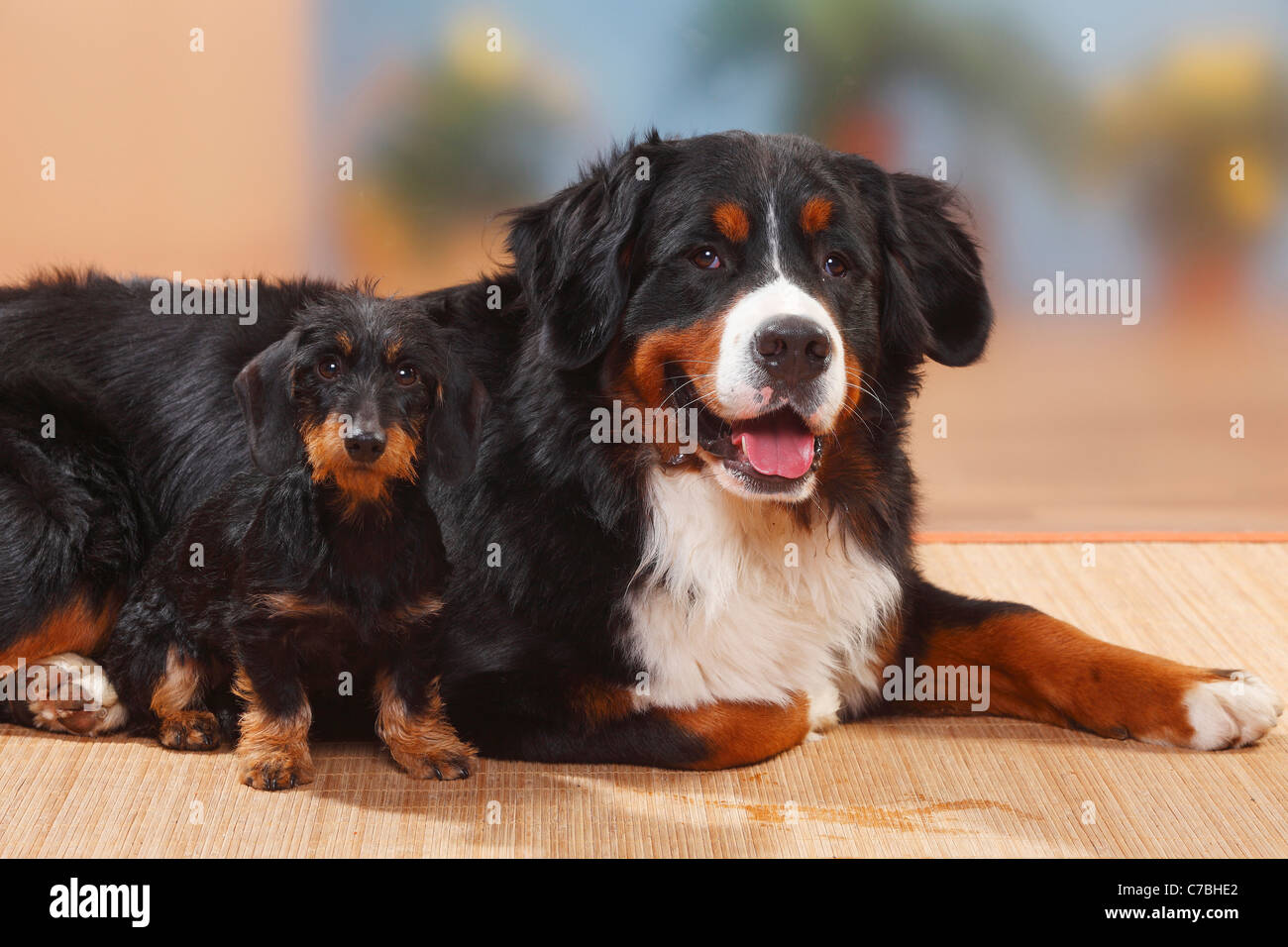 Bernese Mountain Dog and Miniature Wirehaired Dachshund Stock Photo