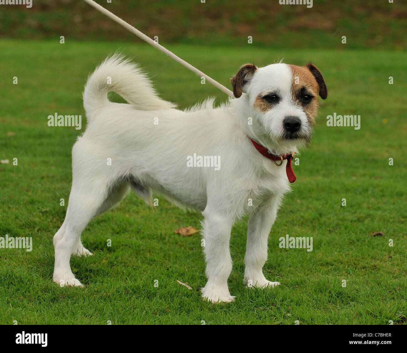 jack russell terrier dog on a lead Stock Photo