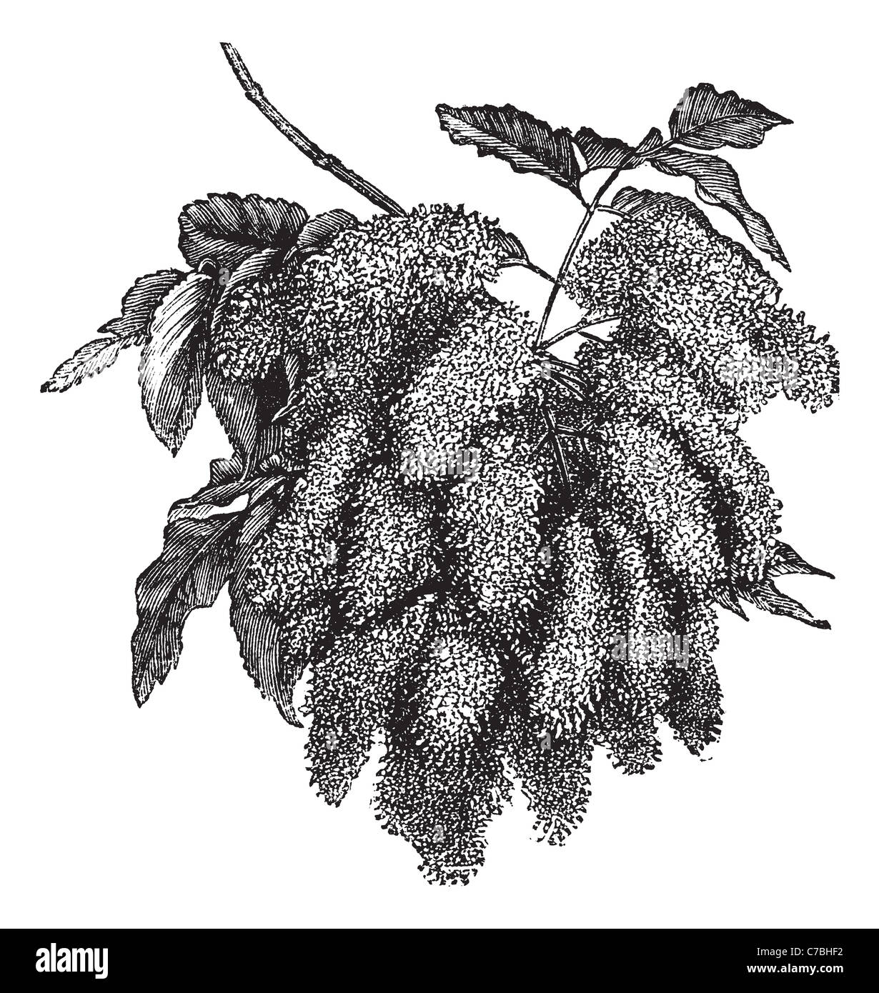 Fraxinus ornus or Flowering Ash or Manna Ash or South European Flowering Ash, vintage engraving. Stock Photo