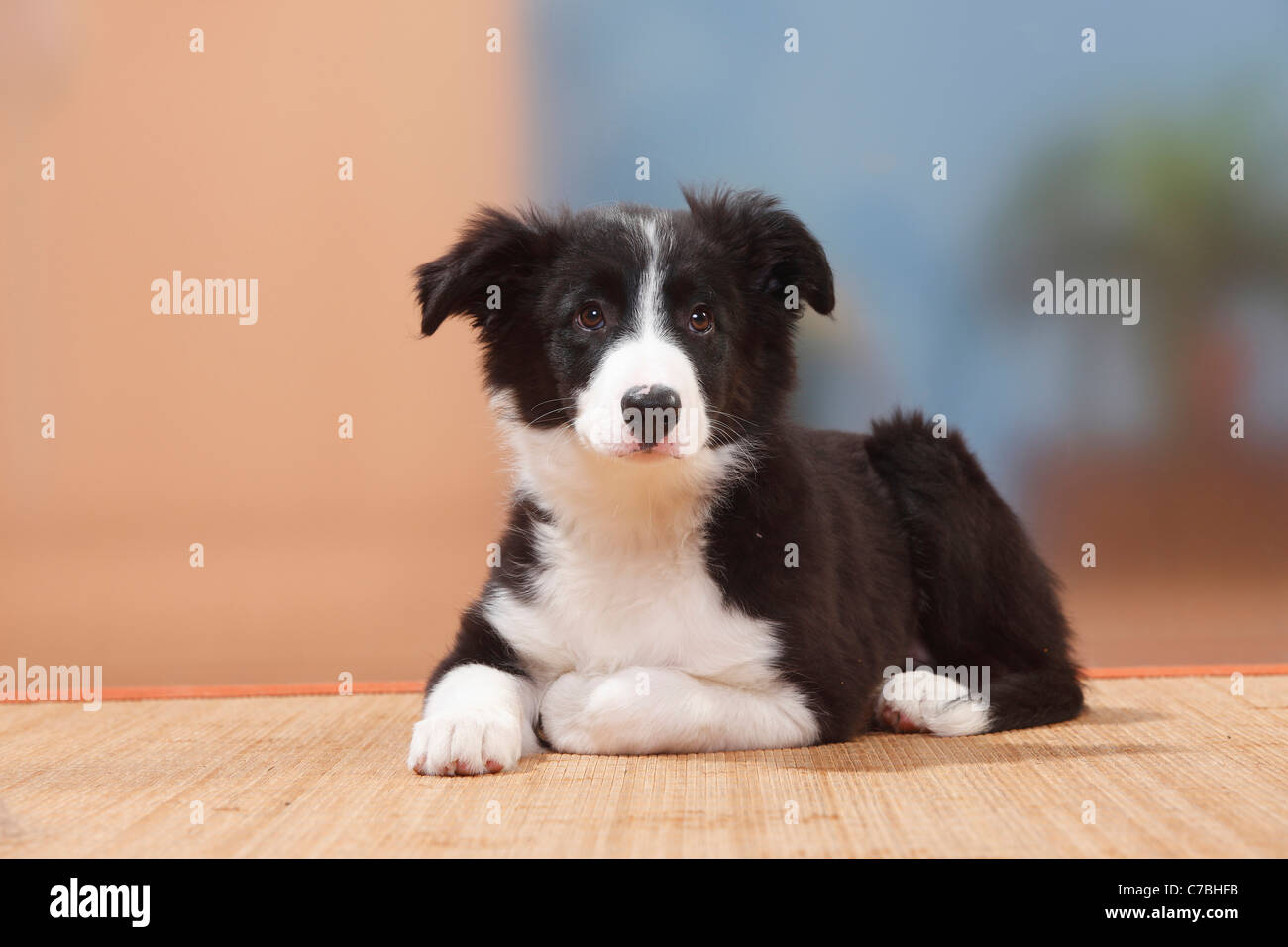 Border Collie, puppy, 13 weeks Stock Photo