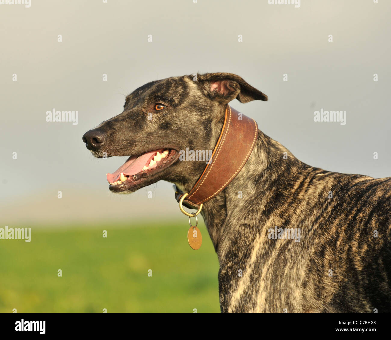 Bull lurcher dog Stock Photo