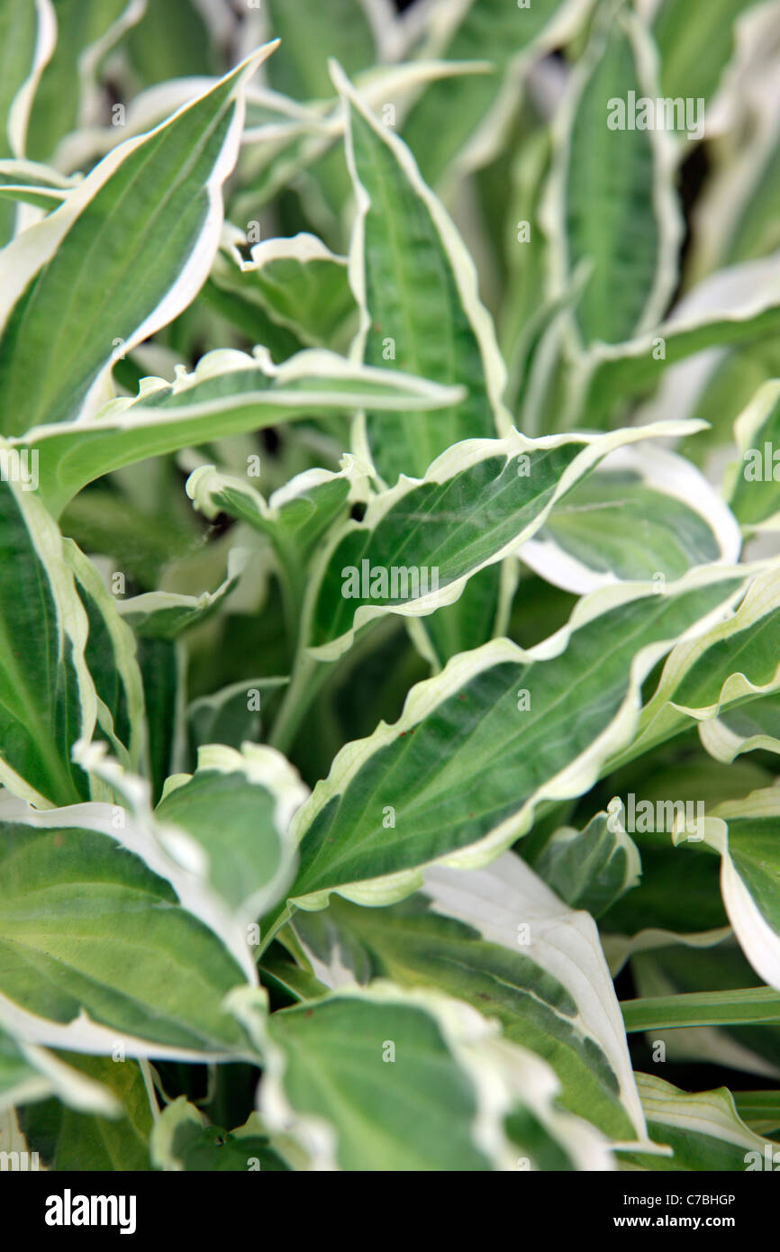 Hosta 'Hanky Panky' RHS Chelsea Flower Show 2011 Stock Photo