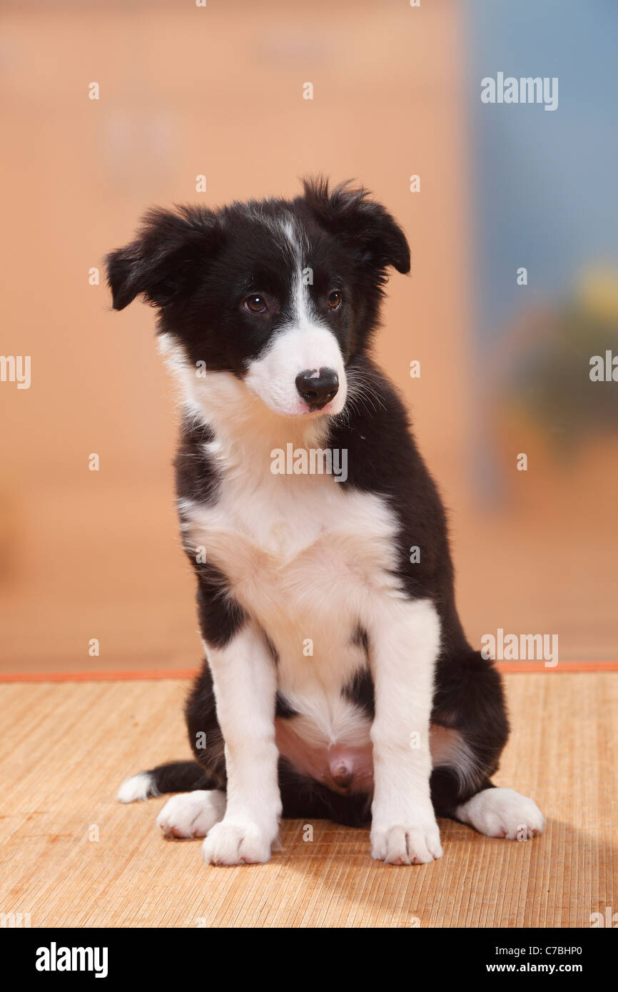 Border collie puppy week by on sale week