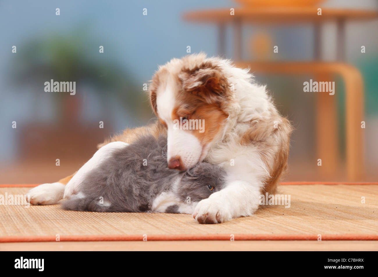 Australian Shepherd, puppy, red-merle, 19 weeks, British Longhair, kitten, 4 months / Highlander, Lowlander, Britanica Stock Photo