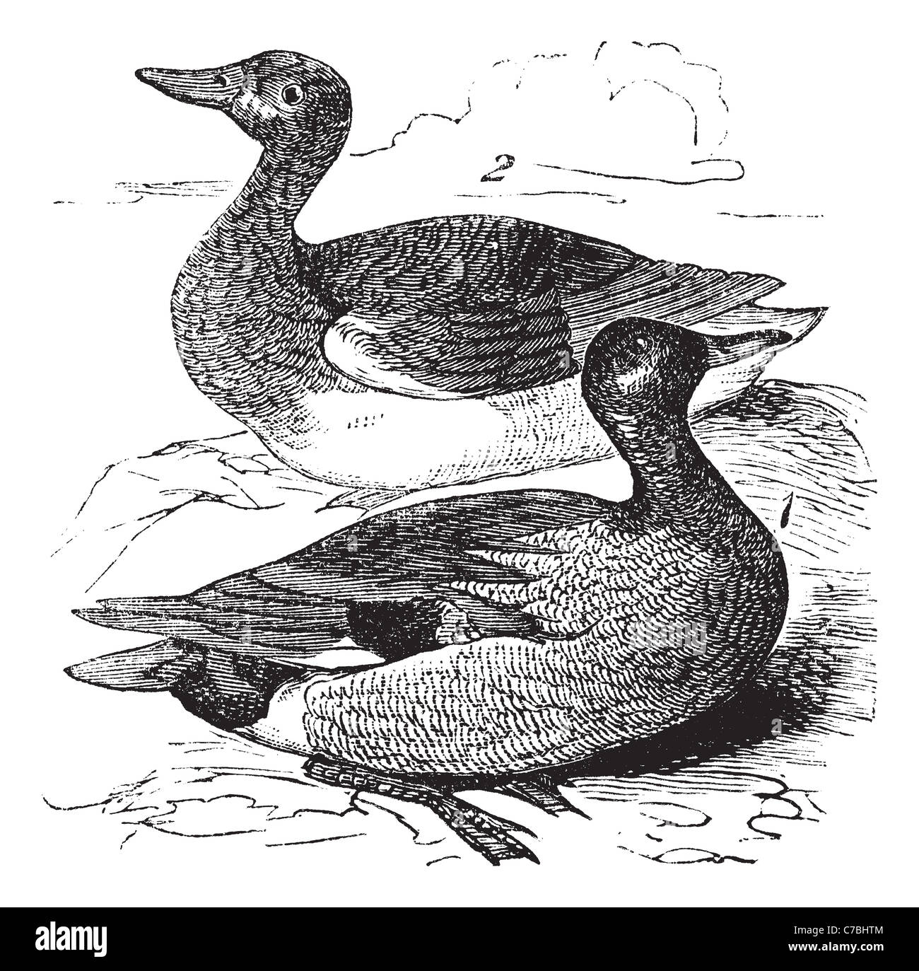 Gadwall or Anas strepera, vintage engraving. Old engraved illustration of male (1) and female (2) Gadwall in a pond. Stock Photo