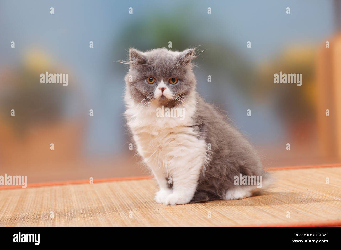 Britisch Longhair, kitten, 4 months / Highlander, Lowlander, Britanica Stock Photo