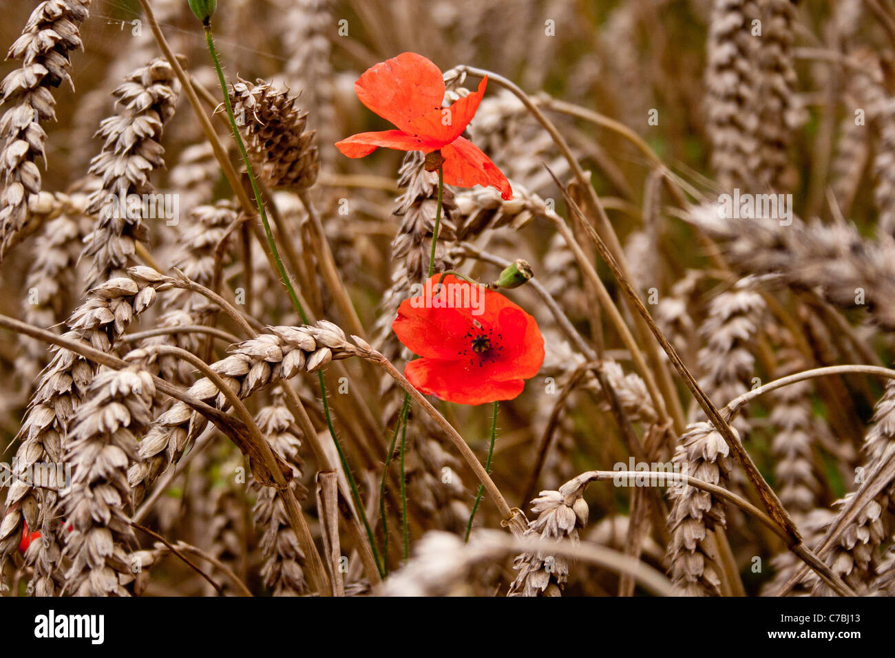 wild poppies growing in a field of wheat Stock Photo - Alamy