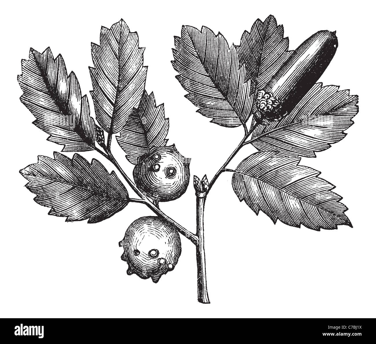 Quercus lusitanica or Gall Oak or Lusitanian Oak or Dyer's Oak or Quercus infectoria Olivier, vintage engraving. Stock Photo