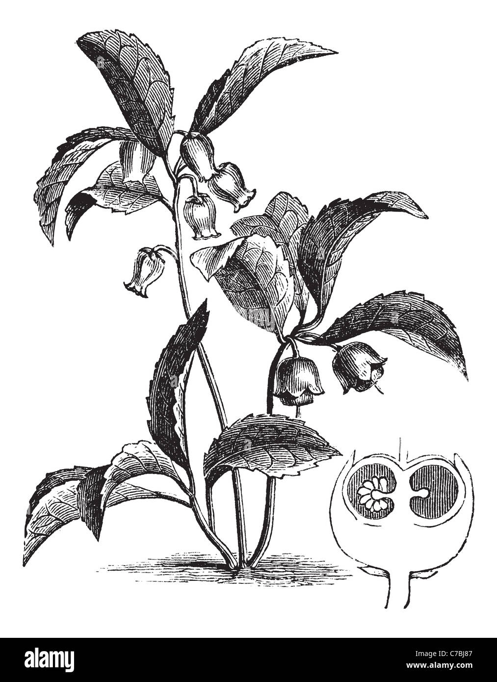 Gaultheria procumbens or Teaberry, vintage engraving. Old engraved illustration of Gaultheria procumbens and its fruit section. Stock Photo