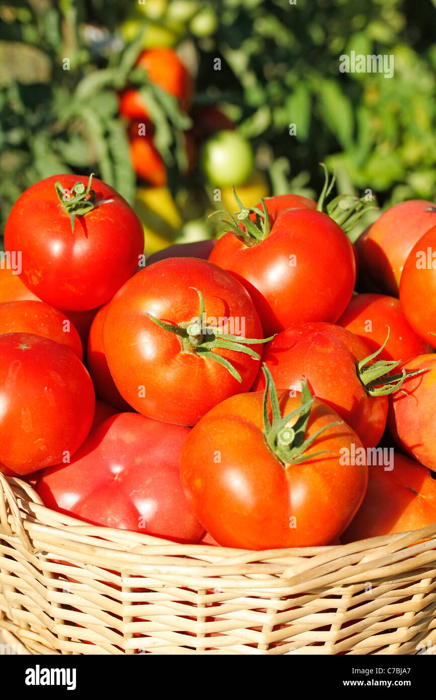 Tomatoes in a basket Stock Photo Alamy