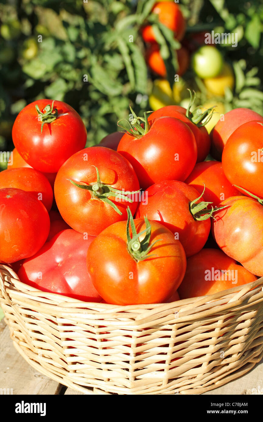 Tomatoes in a basket Stock Photo Alamy