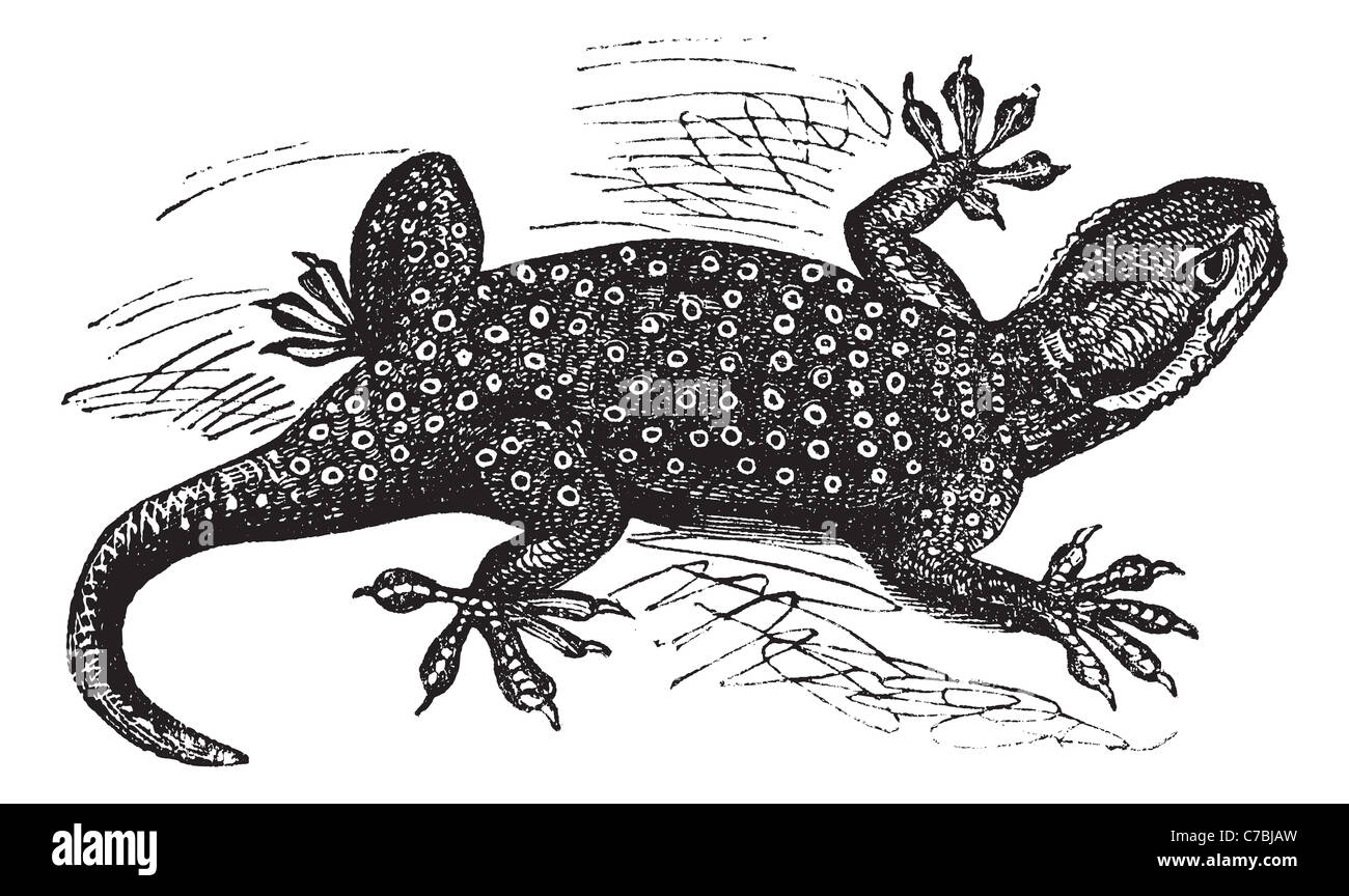 Sinai Fan-fingered Gecko or Ptyodactylus guttatus, vintage engraving. Old engraved illustration of Sinai Fan-fingered Gecko. Stock Photo