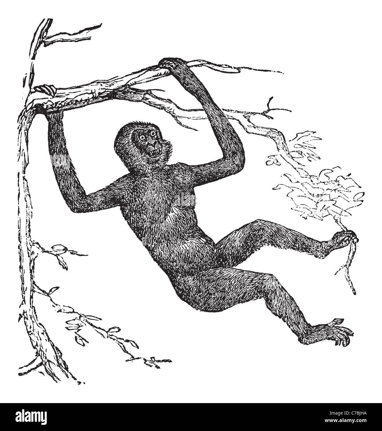 Gibbon Hylobate, vintage engraving. Old engraved illustration of Gibbon