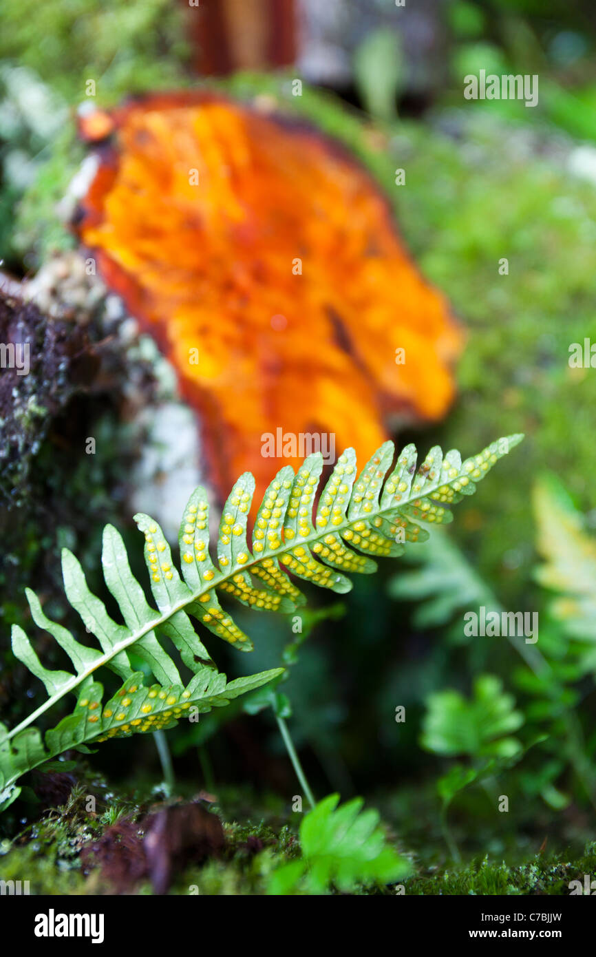 A small fern with spores on its underside in front of a felled Alder tree, in woodland near Dulverton, Devon, UK. Stock Photo