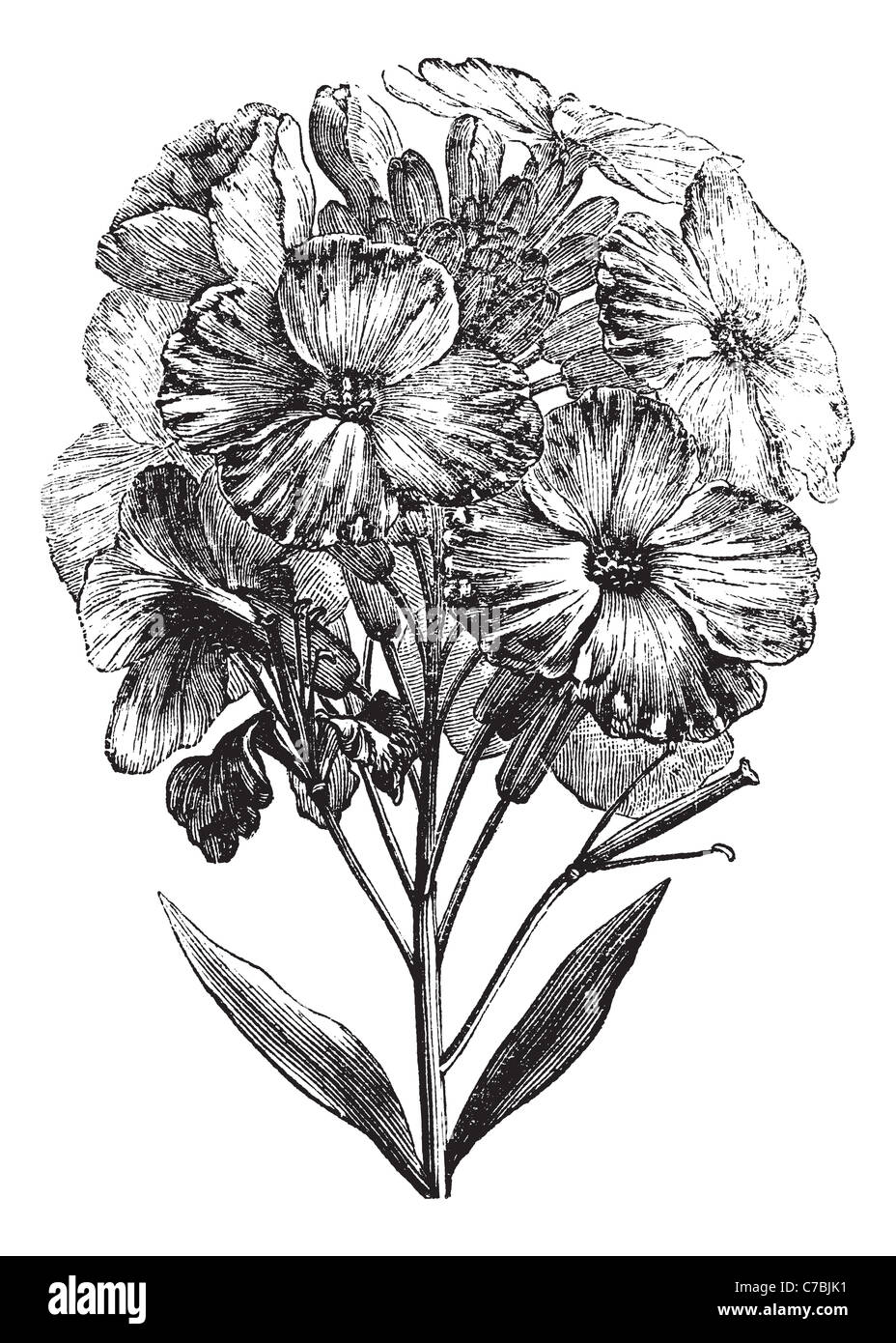 Aegean wallflower or Erysimum cheiri or Cheiranthus cheiri, vintage engraving. Old engraved illustration of Aegean wallflower. Stock Photo