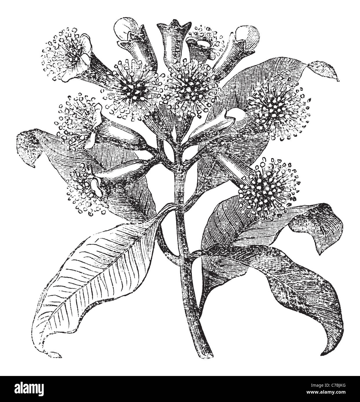 Cloves or Syzygium aromaticum, vintage engraving. Old engraved