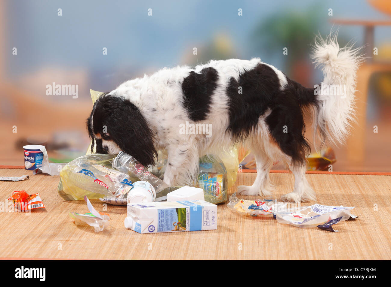 Cavalier King Charles Spaniel, tricolour, scavenging rubbish / garbage Stock Photo