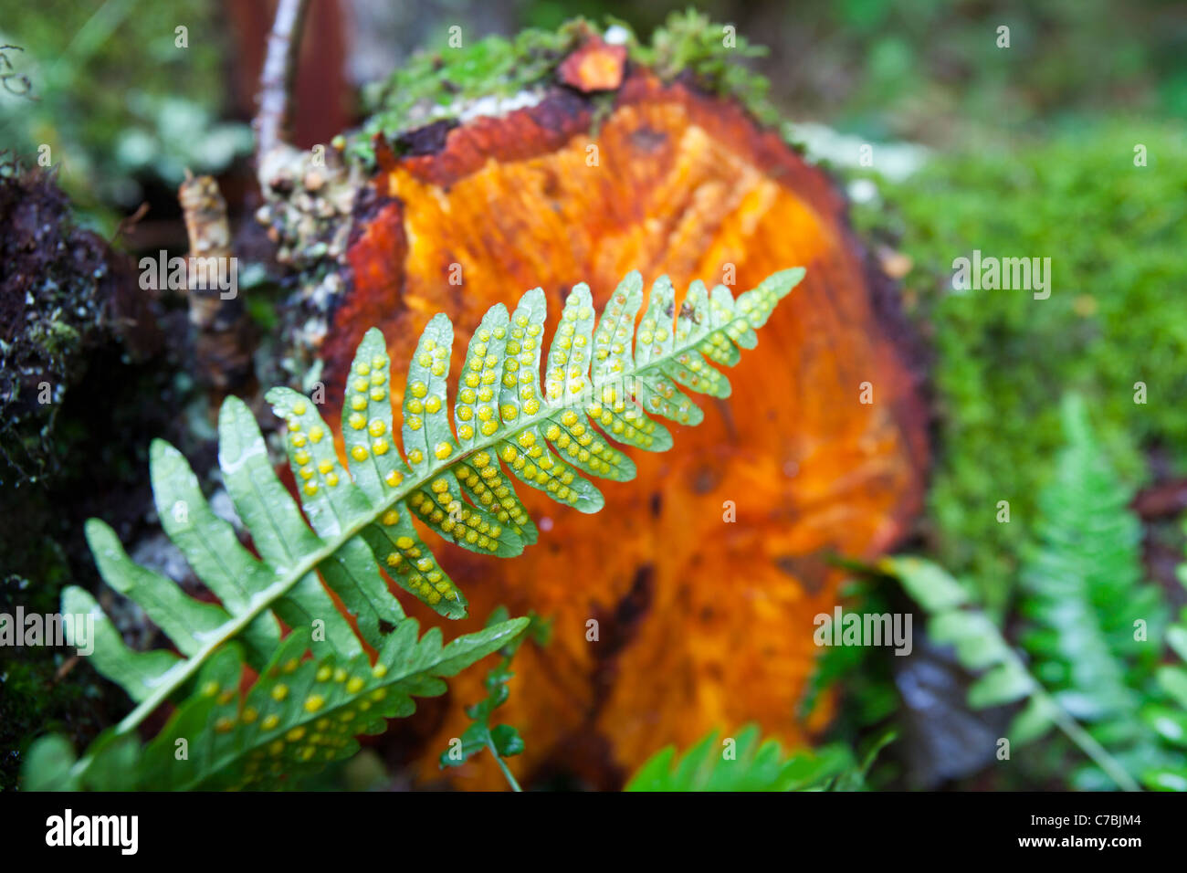 A small fern with spores on its underside in front of a felled Alder tree, in woodland near Dulverton, Devon, UK. Stock Photo
