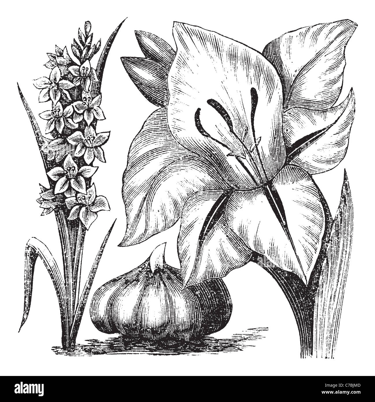 Gladiolus or sword lily, vintage engraving. Old engraved illustration of Gladiolus with Gladiolus communis. Stock Photo