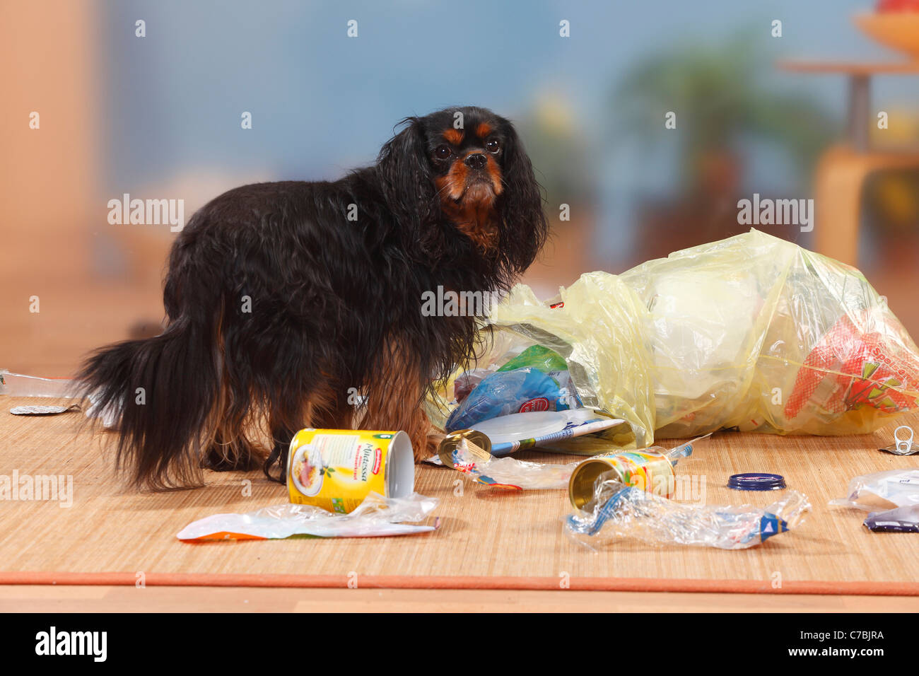 Cavalier King Charles Spaniel, black-and-tan, scavenging rubbish / garbage, caught in the act Stock Photo