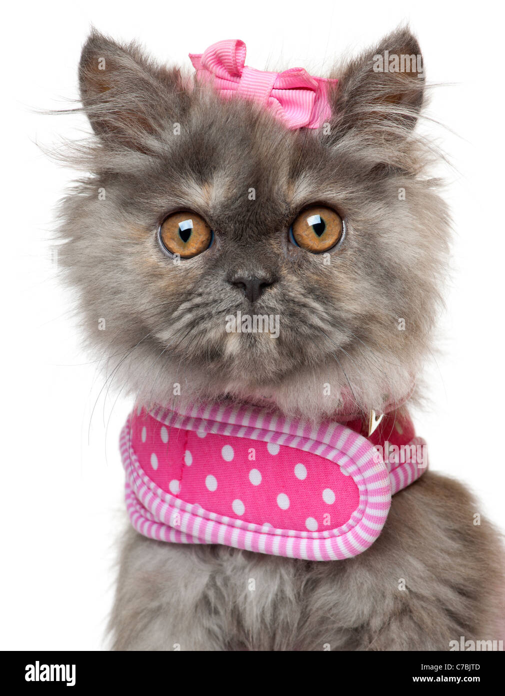 Close-up of Persian kitten, 3 months old, in front of white background Stock Photo