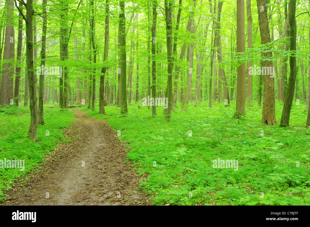 a path is in the green forest Stock Photo - Alamy