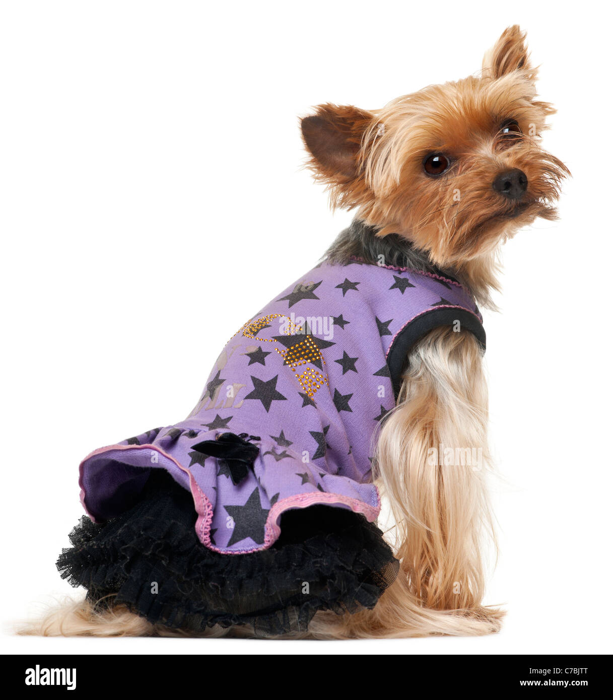 Yorkie best sale dressed up