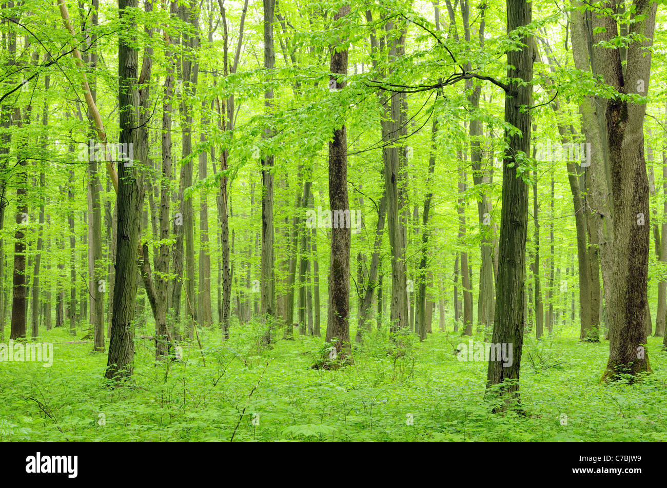 green forest background in a sunny day Stock Photo - Alamy