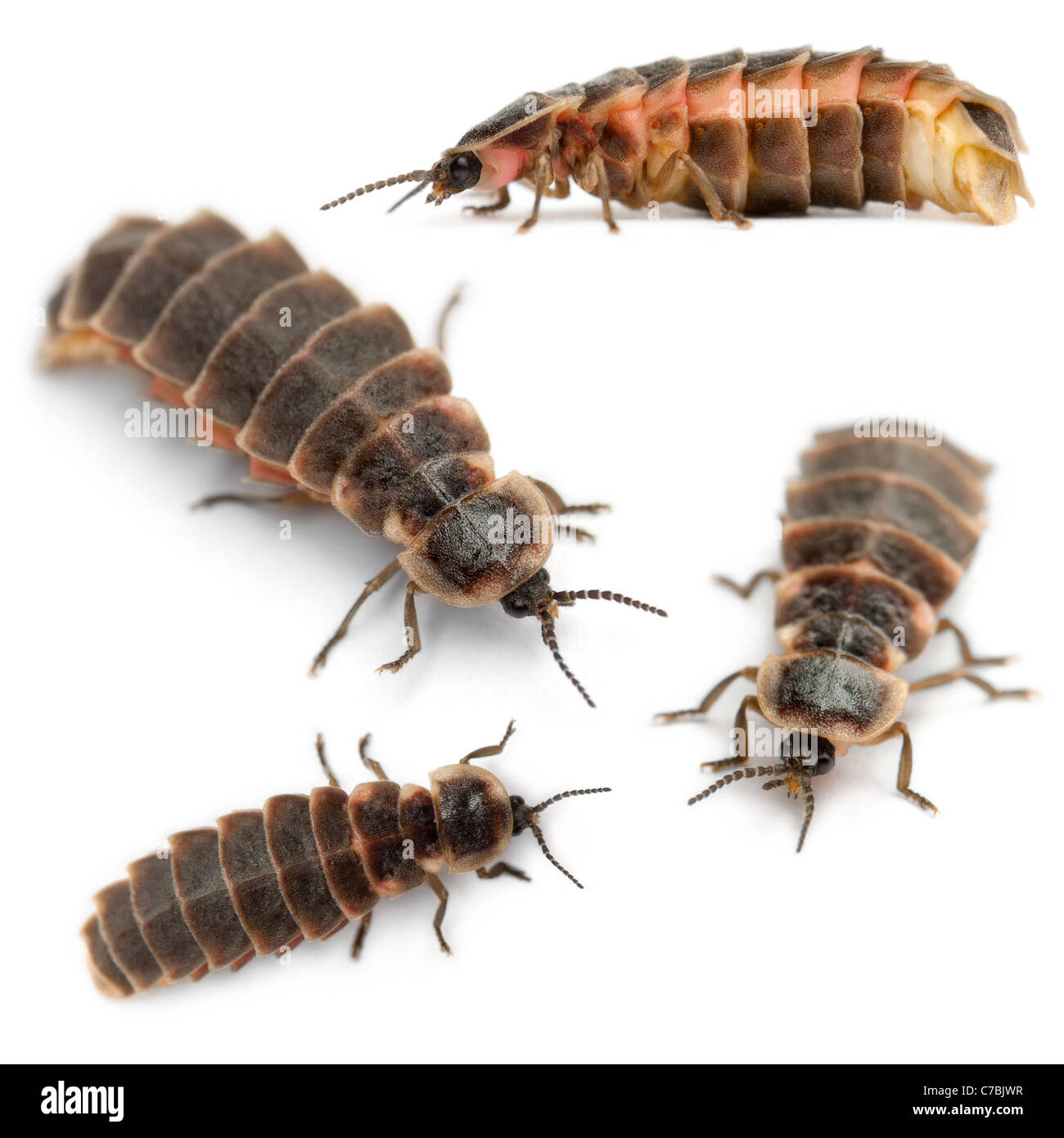 Four Common glow-worms of Europe, Lampyris noctiluca, in front of white background Stock Photo