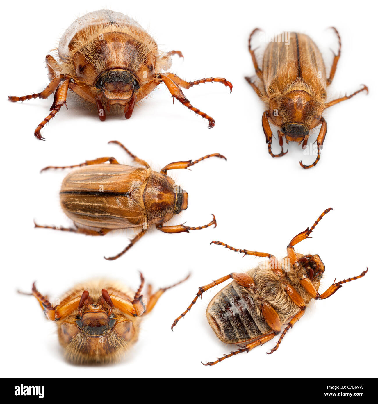 Collection of 5 pictures of summer chafer or European june beetle, Amphimallon solstitiale, in front of white background Stock Photo