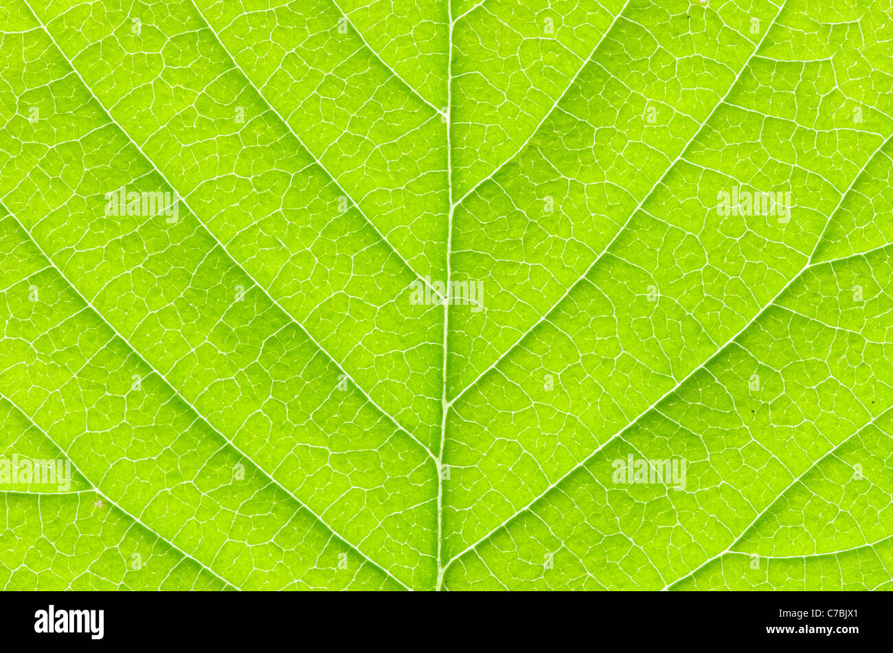 Leaf venation pattern hi-res stock photography and images - Alamy