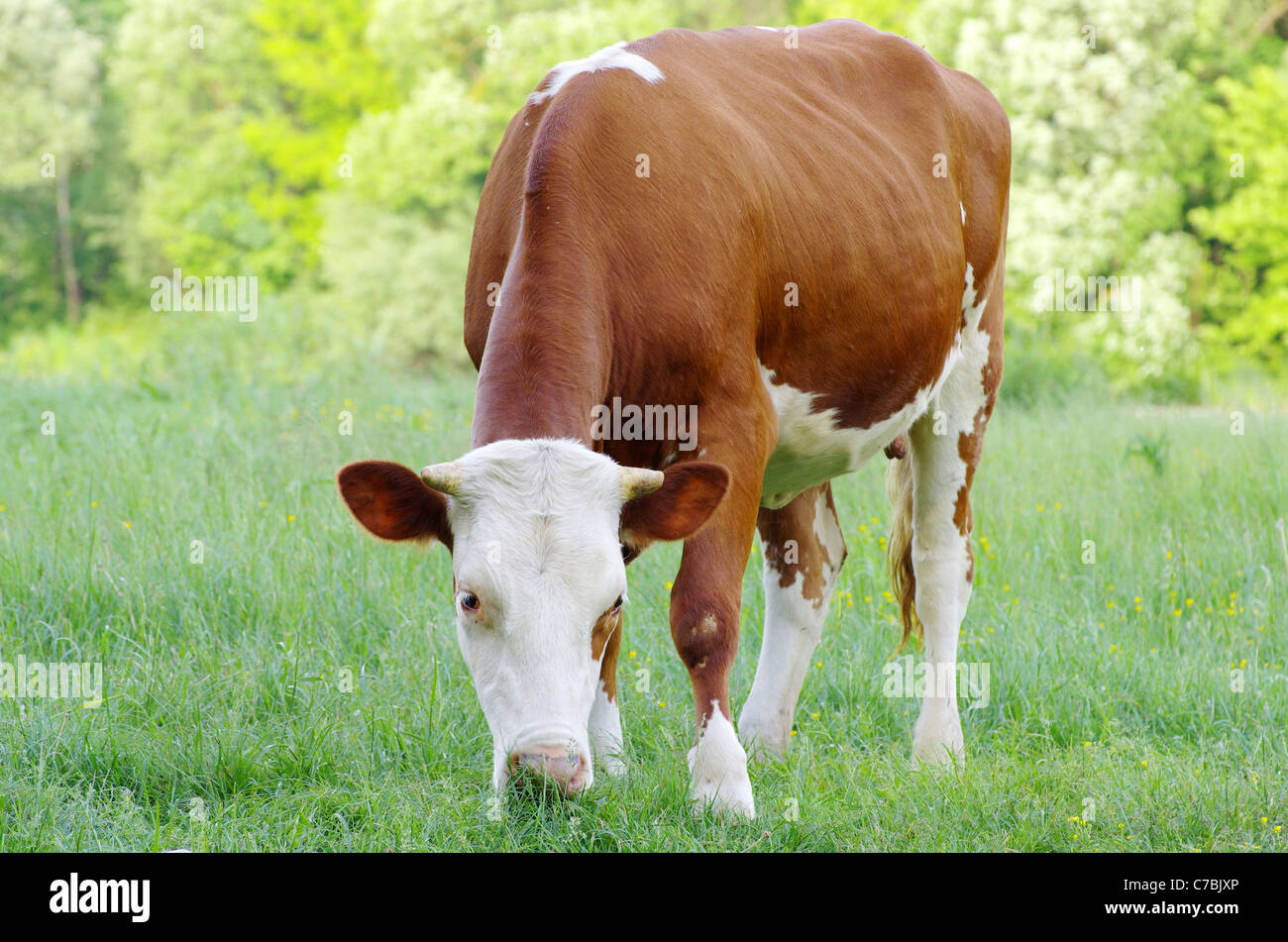 cows on a green meadow Stock Photo - Alamy
