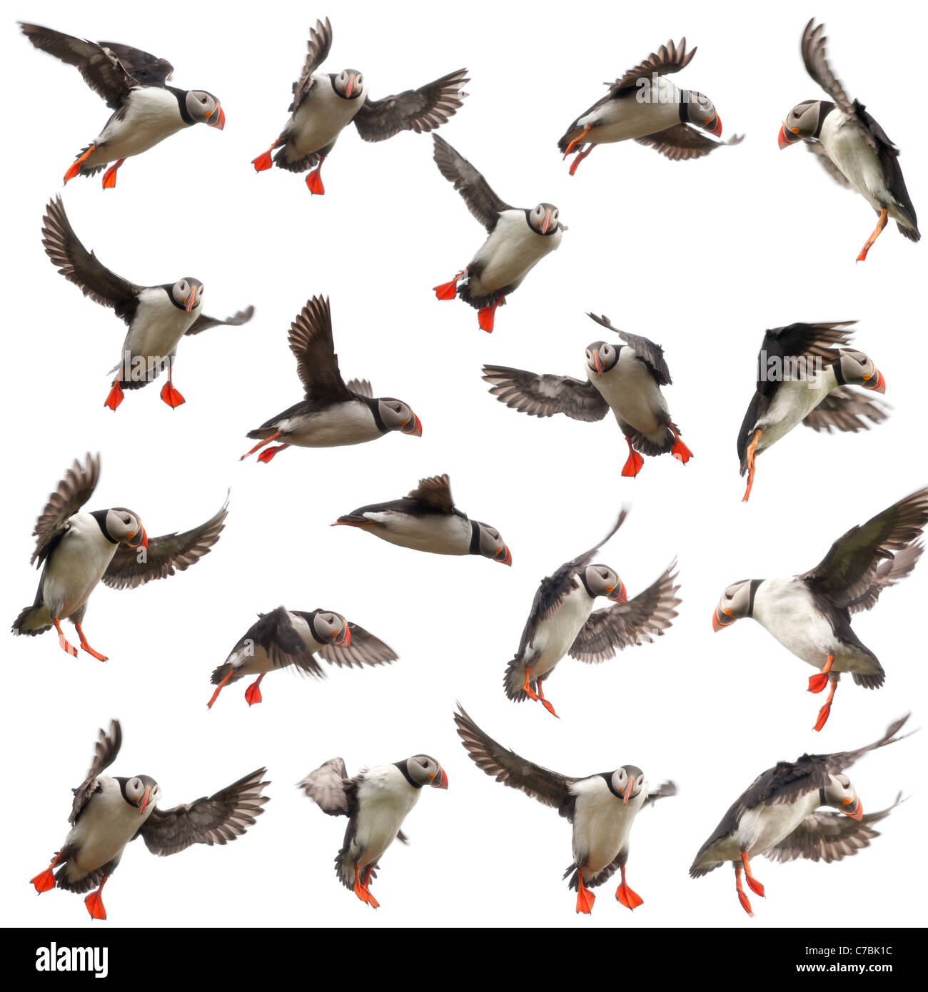 Collection of Atlantic Puffin or Common Puffin, Fratercula arctica, in flight in front of white background Stock Photo