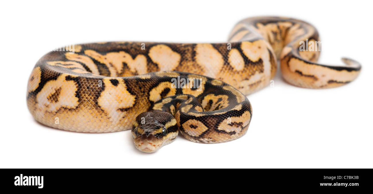 Female Pastel calico Python, Royal python, 11 months old, Python regius, in front of white background Stock Photo