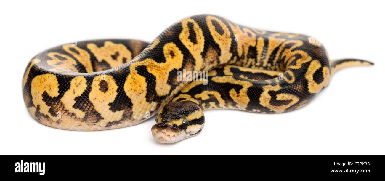Female Pastel calico Python, Royal python, Python regius, in front of white background Stock Photo