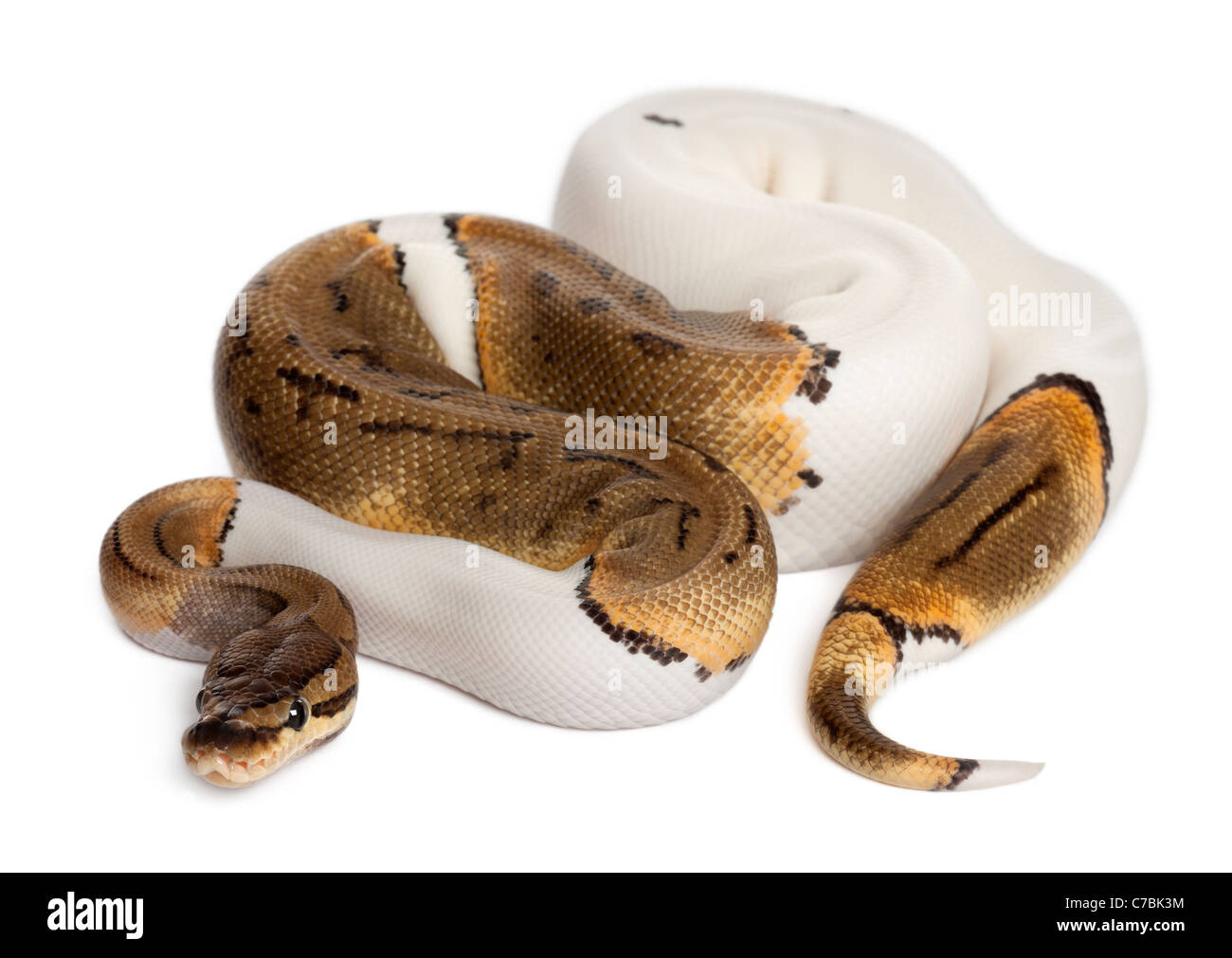 Female Pinstripe Pied Royal python, Python regius, 14 months old, in front of white background Stock Photo