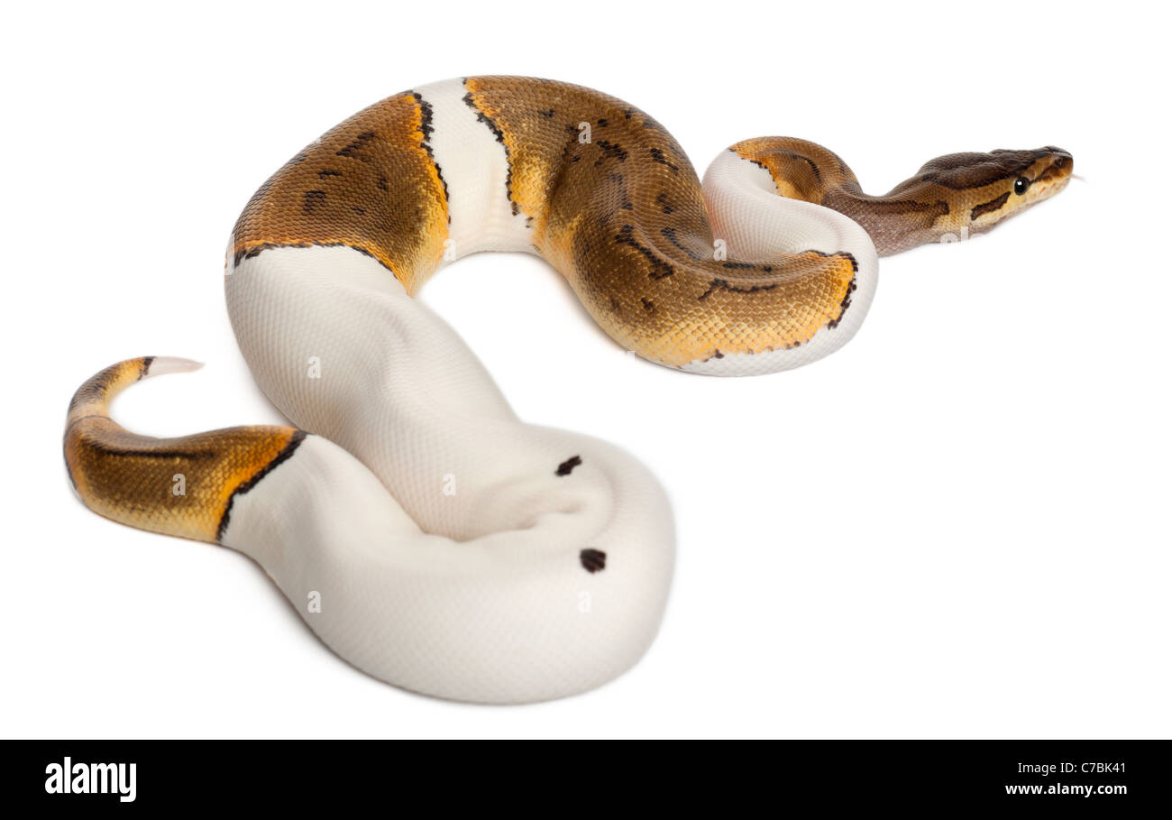 Female Pinstripe Pied Royal python, Python regius, 14 months old, in front of white background Stock Photo